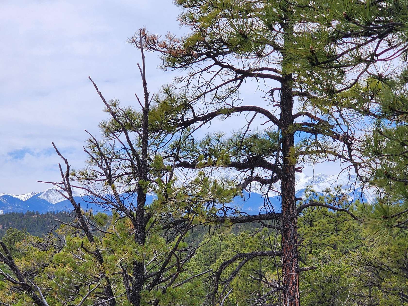 40 Acres of Land for Sale in Weston, Colorado