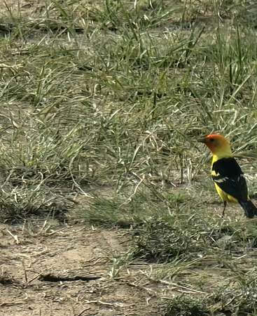 60 Acres of Land for Sale in Walsenburg, Colorado