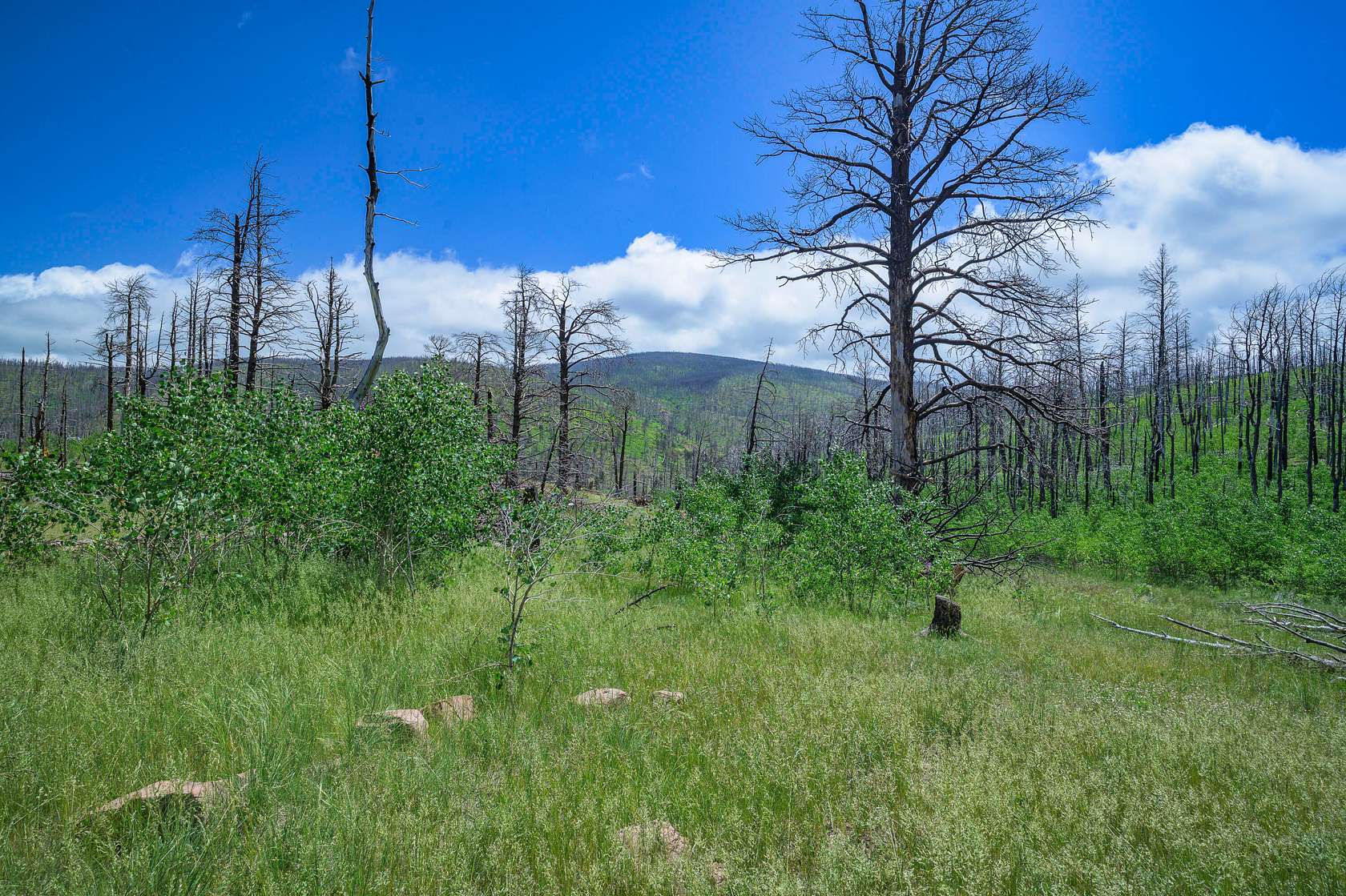 1 Acre of Land for Sale in Fort Garland, Colorado