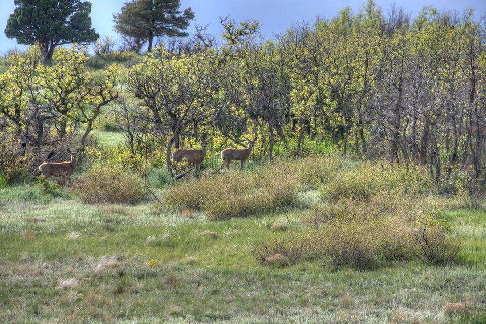 35 Acres of Land for Sale in La Veta, Colorado