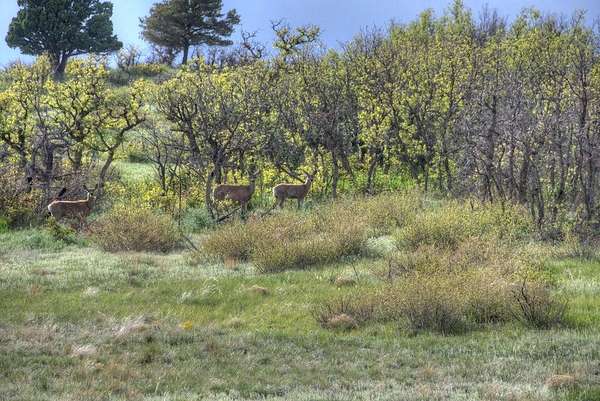 35 Acres of Land for Sale in La Veta, Colorado