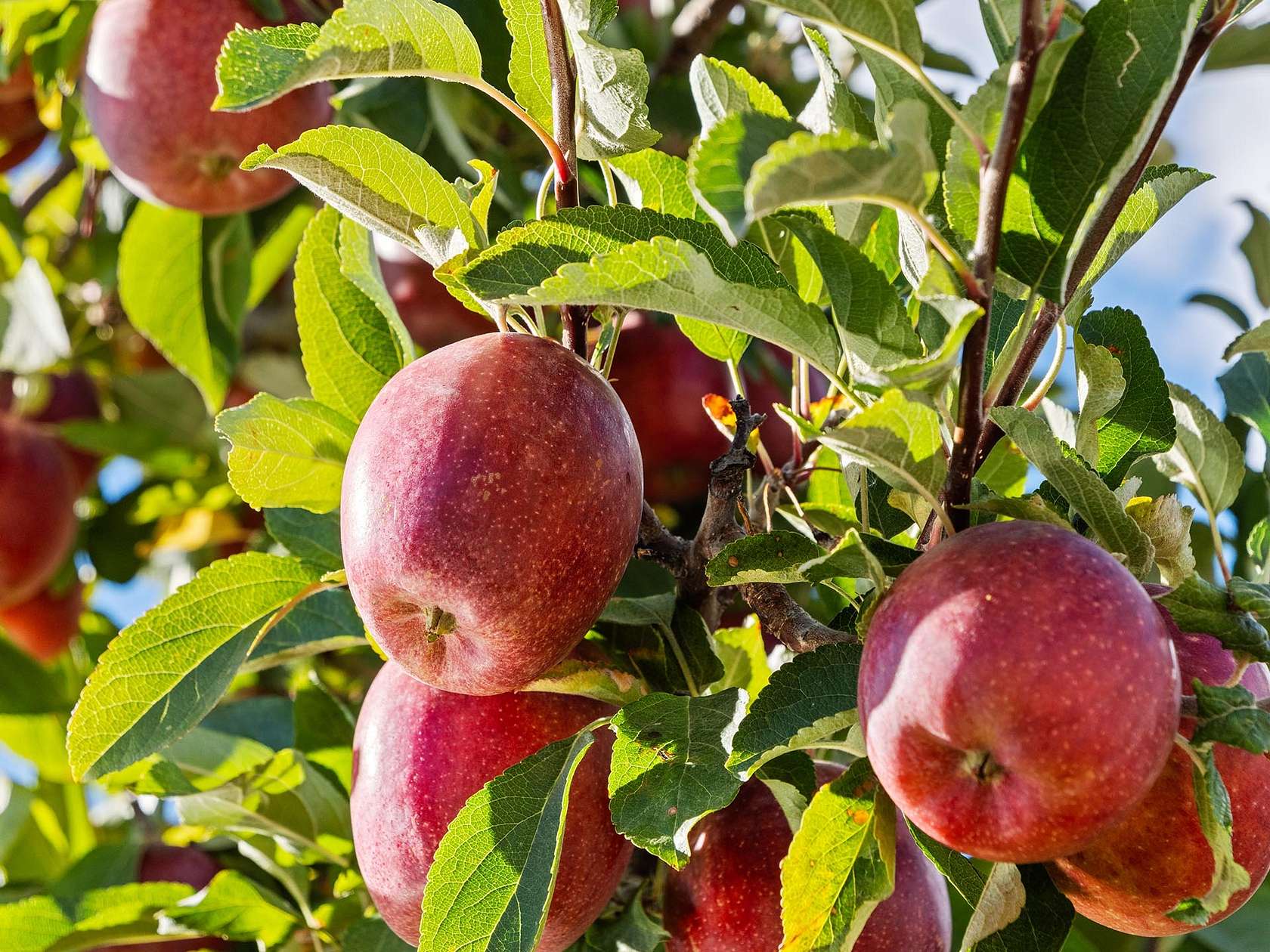 76 Acres of Land for Sale in Chelan, Washington