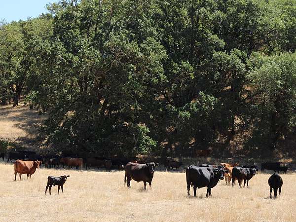 114 Acres of Land for Sale in Oakland, Oregon