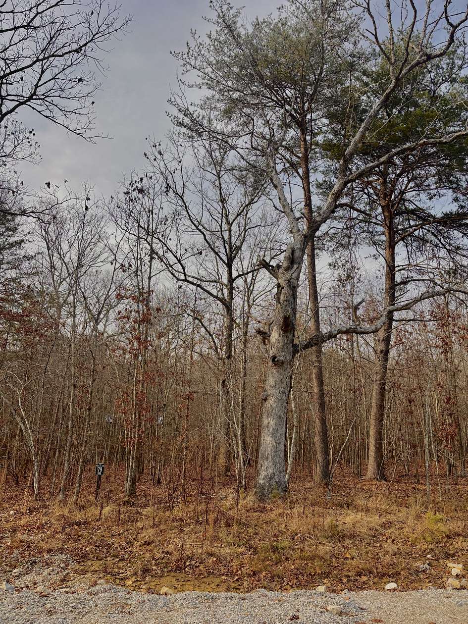 0.46 Acres of Residential Land for Sale in Monteagle, Tennessee