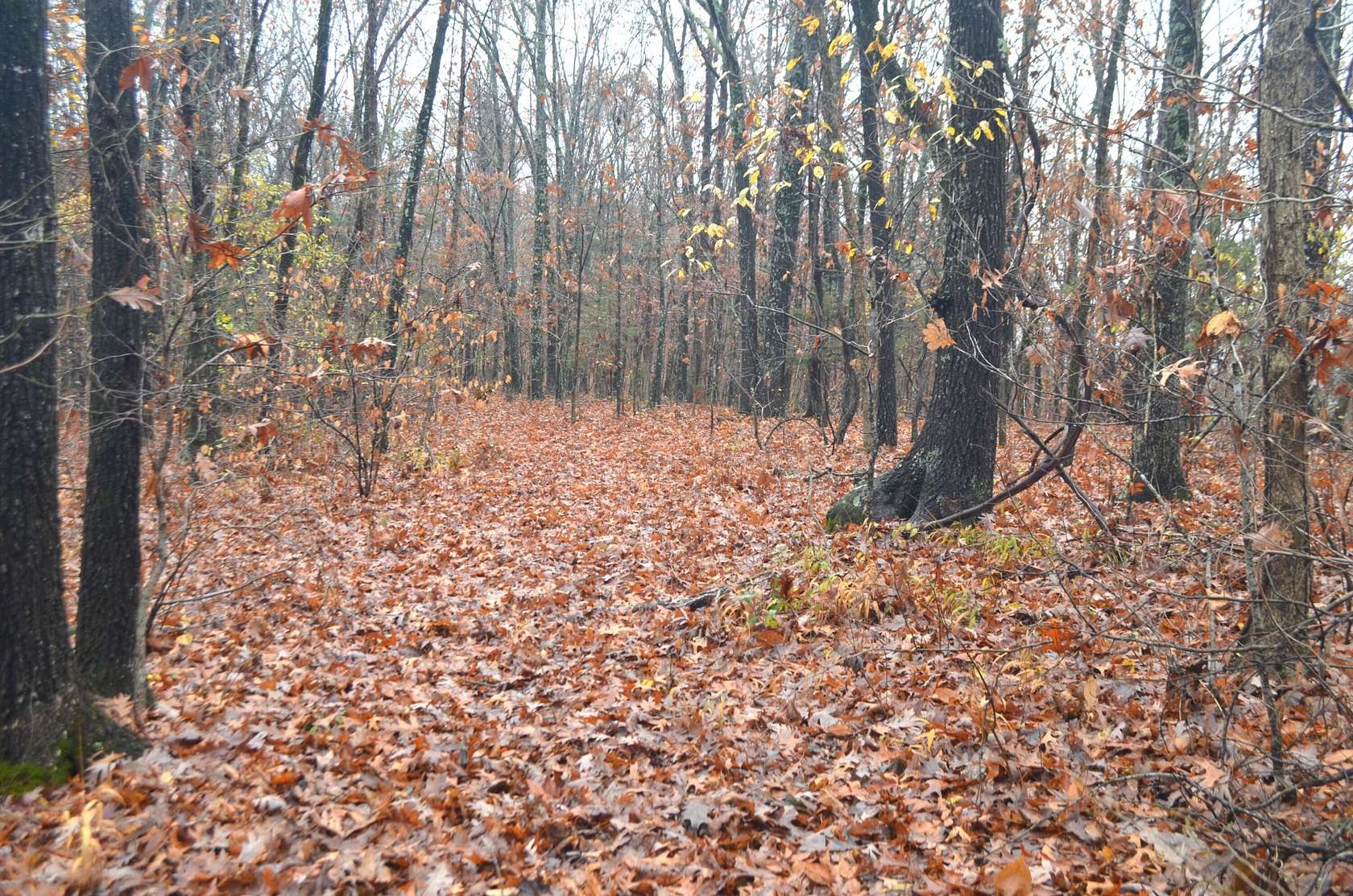 40.4 Acres of Recreational & Residential Land for Sale in Ozark, Missouri