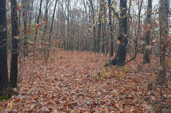 40.4 Acres of Recreational Land for Sale in Ozark, Missouri