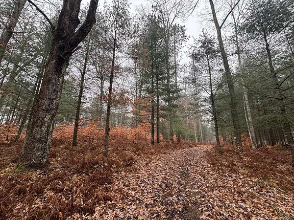 18.3 Acres of Recreational Land for Sale in Custer, Michigan