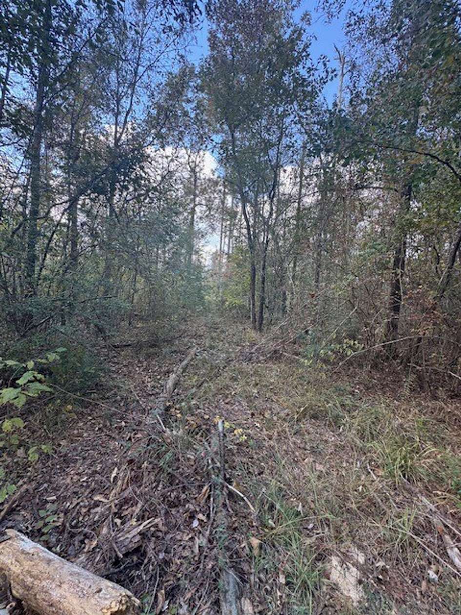 44 Acres of Recreational Land for Sale in Ragley, Louisiana