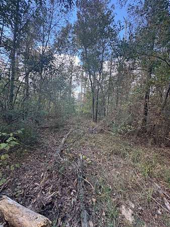 44 Acres of Recreational Land for Sale in Ragley, Louisiana