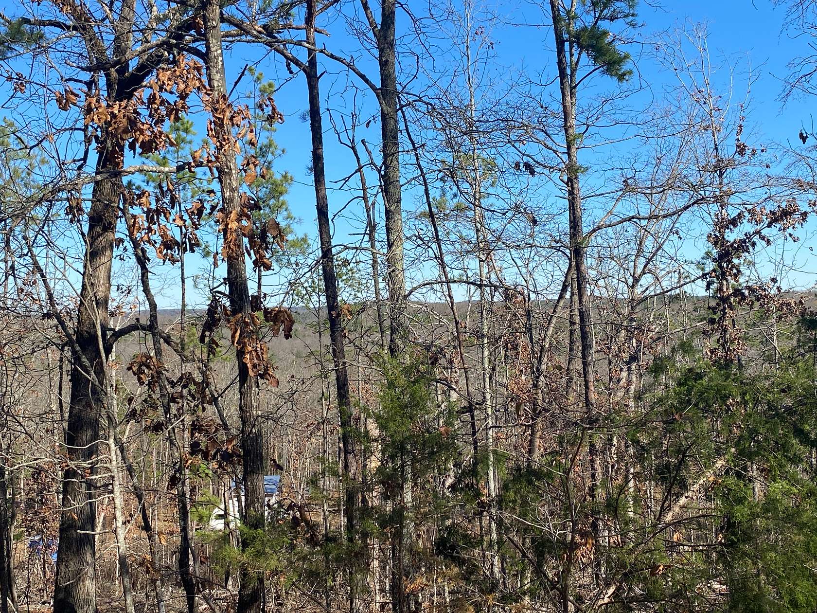 20 Acres of Recreational Land & Farm for Sale in Dolph, Arkansas