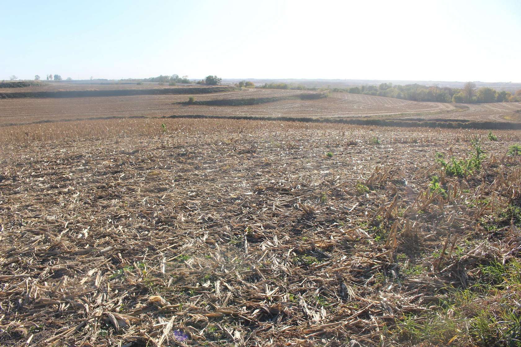 78.3 Acres of Agricultural Land for Auction in Oakland, Iowa