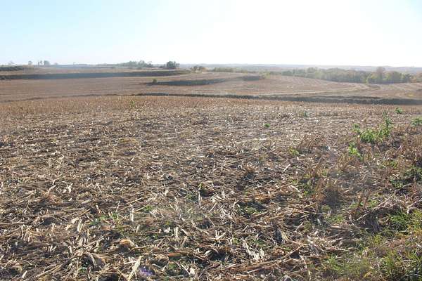 78.3 Acres of Agricultural Land for Auction in Oakland, Iowa