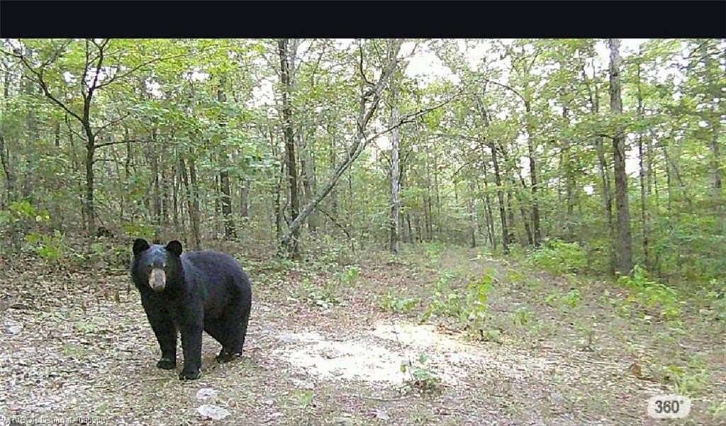 32 Acres of Recreational Land for Sale in Danville, Arkansas