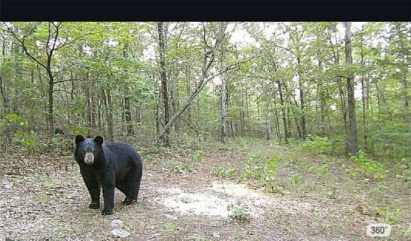 32 Acres of Recreational & Residential Land for Sale in Danville, Arkansas