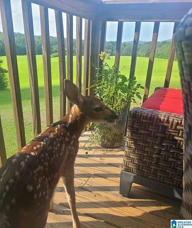 109 Acres of Agricultural Land with Home for Sale in Munford, Alabama