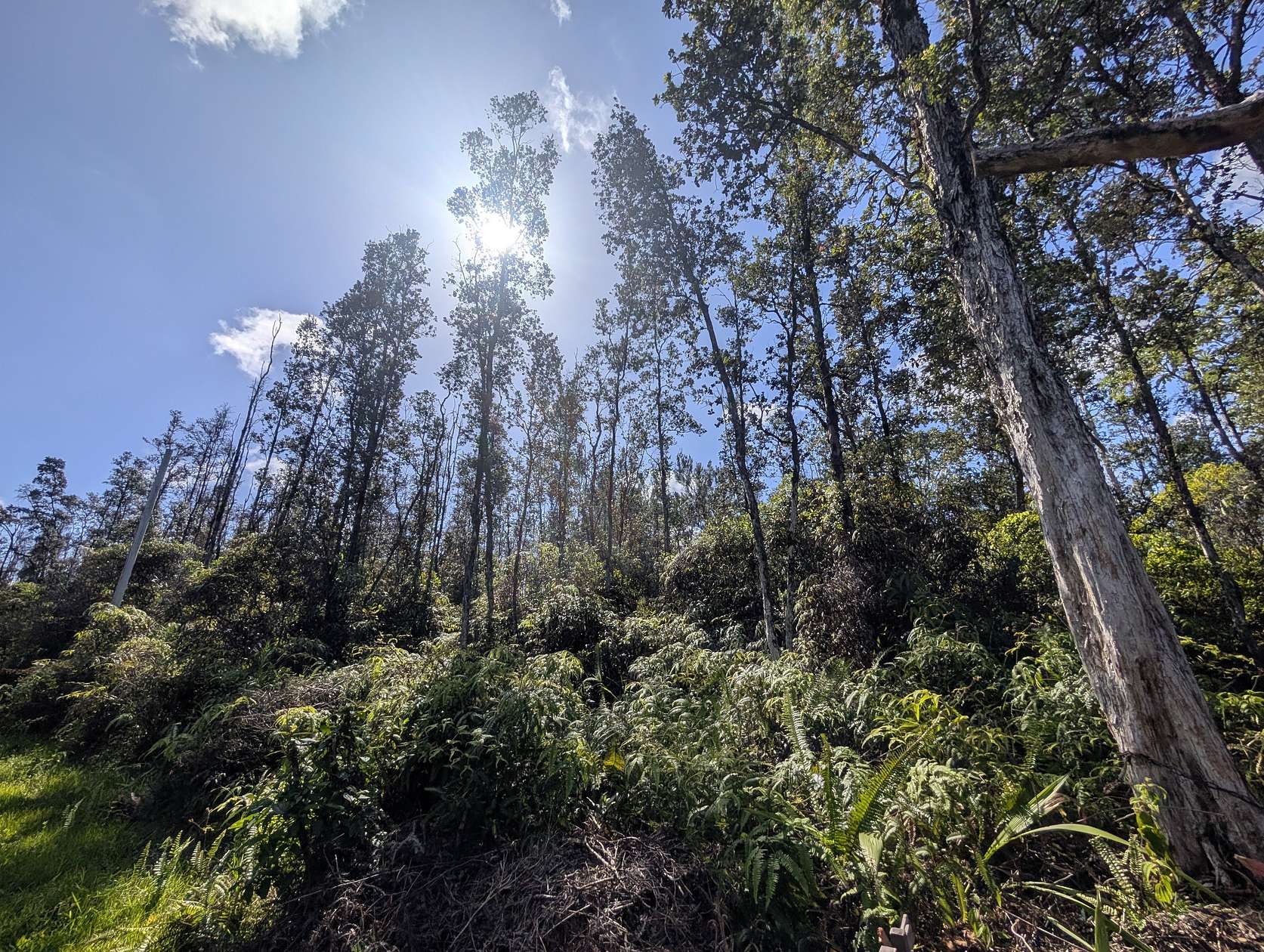 3 Acres of Residential Land for Sale in Kurtistown, Hawaii