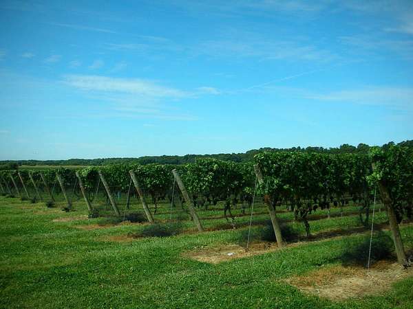 30 Acres of Agricultural Land for Sale in Cutchogue, New York