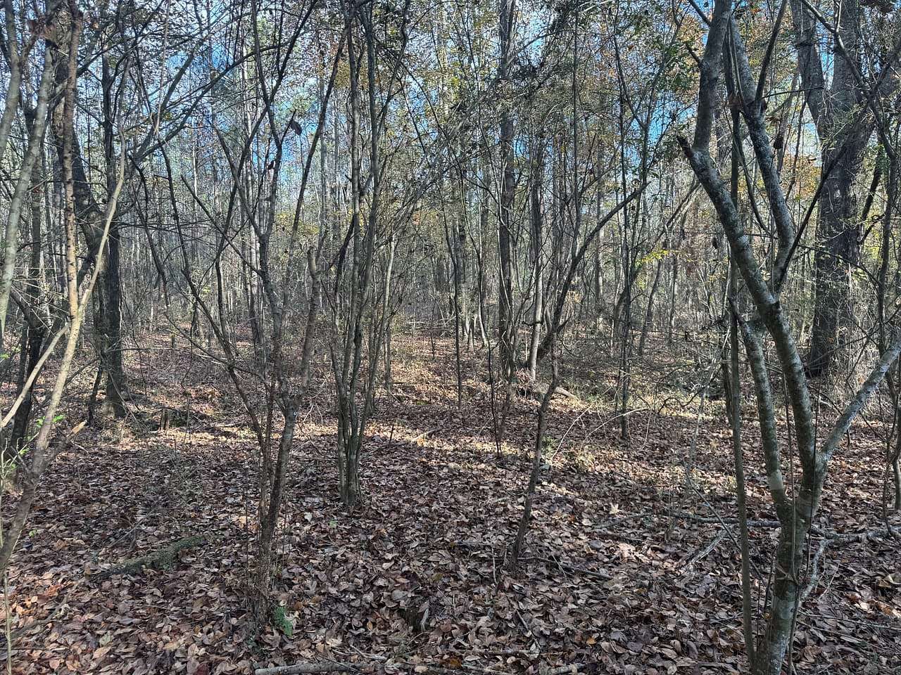 120 Acres of Recreational Land for Sale in Kosciusko, Mississippi