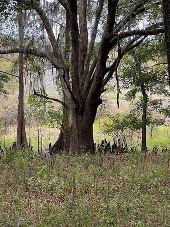 2 Acres of Residential Land for Sale in Tallahassee, Florida