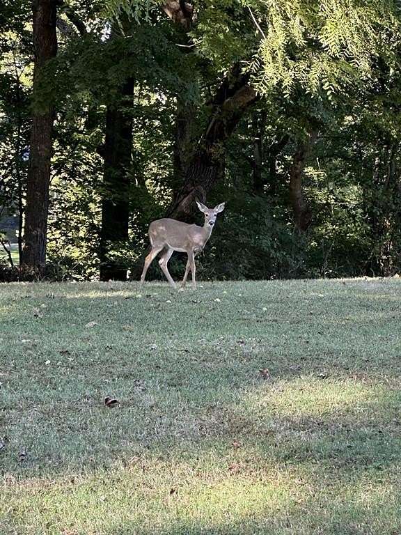 Residential Land for Sale in Utica, Kentucky