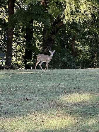 Residential Land for Sale in Utica, Kentucky