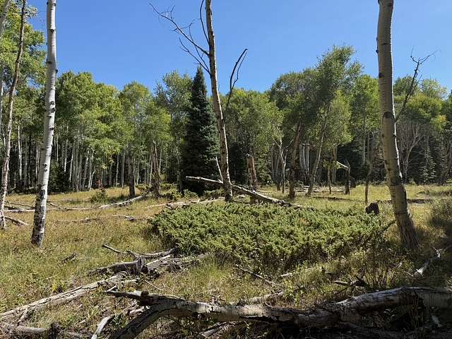 1 Acre of Residential Land for Sale in Cimarron, Colorado
