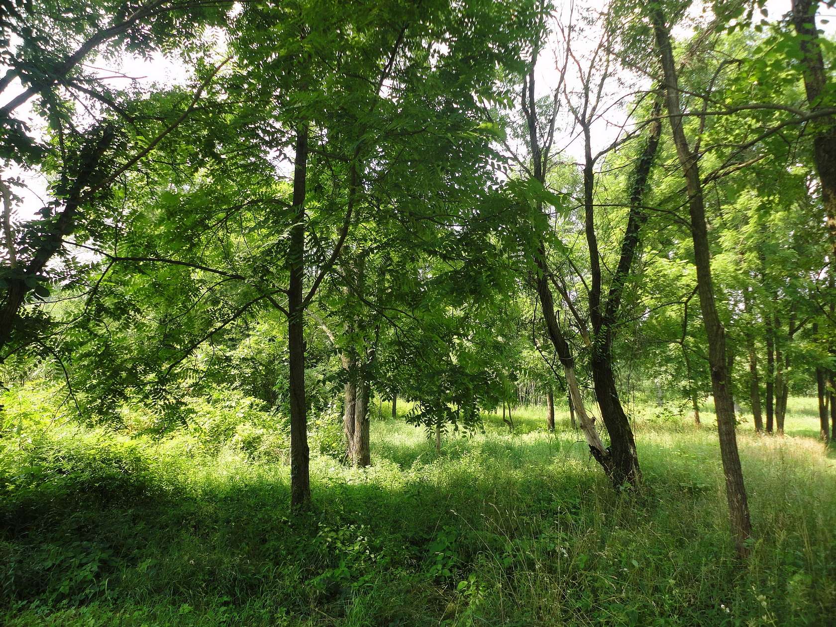 1 Acre of Residential Land for Sale in Grand Junction, Michigan