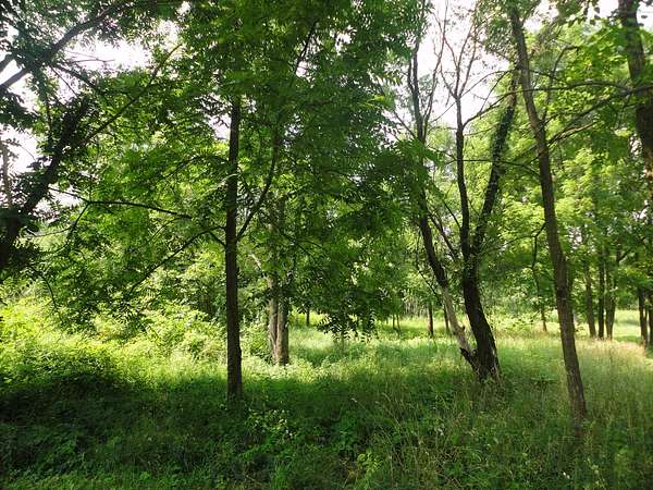 1 Acre of Residential Land for Sale in Grand Junction, Michigan