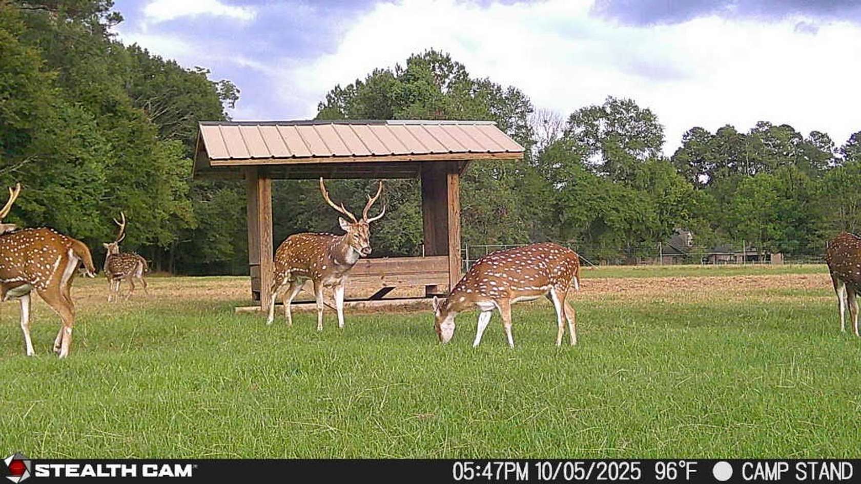 159 Acres of Recreational Land with Home for Sale in Pineville, Louisiana