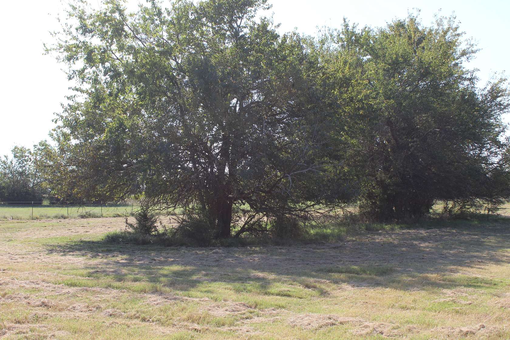 43 Acres of Land for Sale in Bokchito, Oklahoma