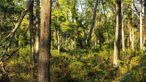 38 Acres of Land for Sale in Black River Falls, Wisconsin
