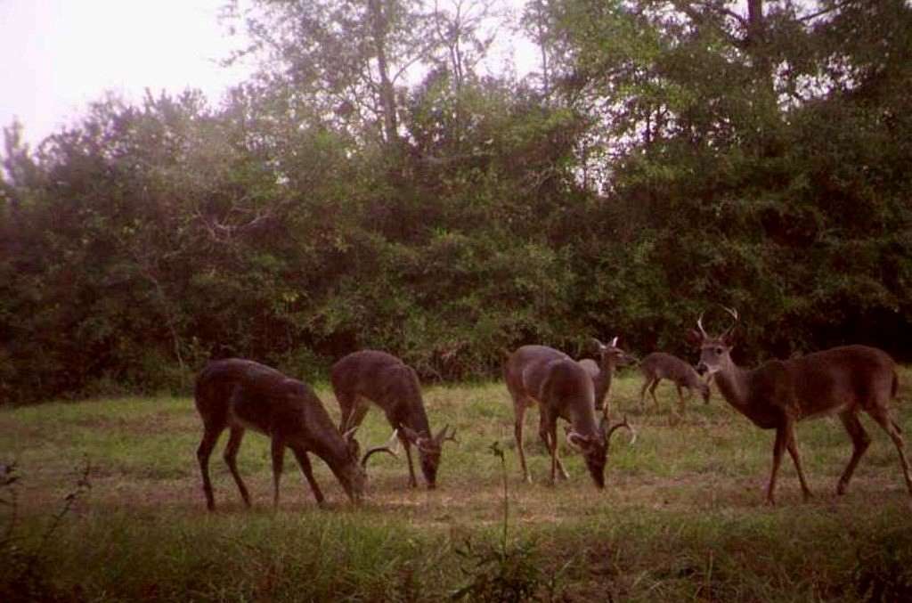 13 Acres of Recreational Land for Sale in Luverne, Alabama