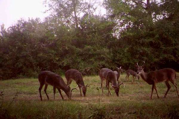 13 Acres of Recreational Land for Sale in Luverne, Alabama