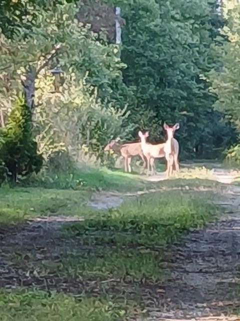 6.9 Acres of Land for Sale in Ionia, Michigan