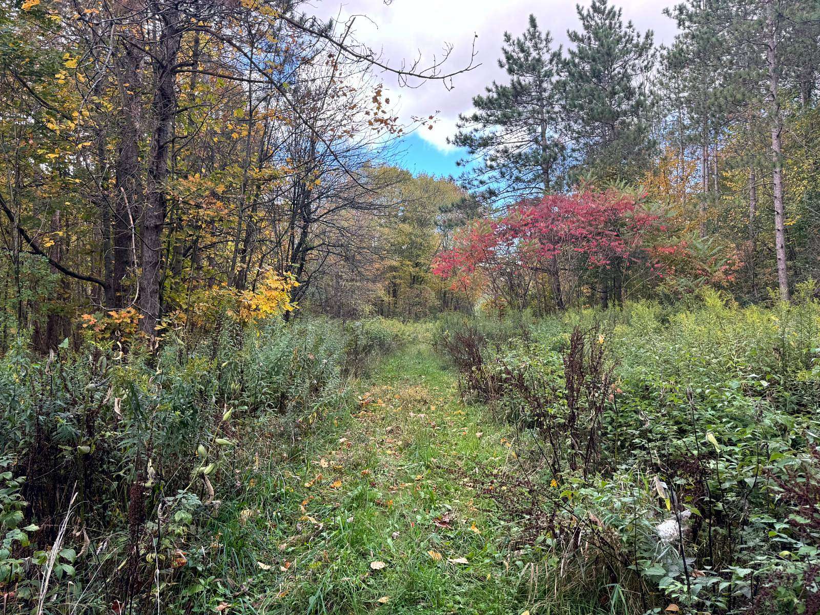 20 Acres of Recreational Land for Sale in Orwell, New York