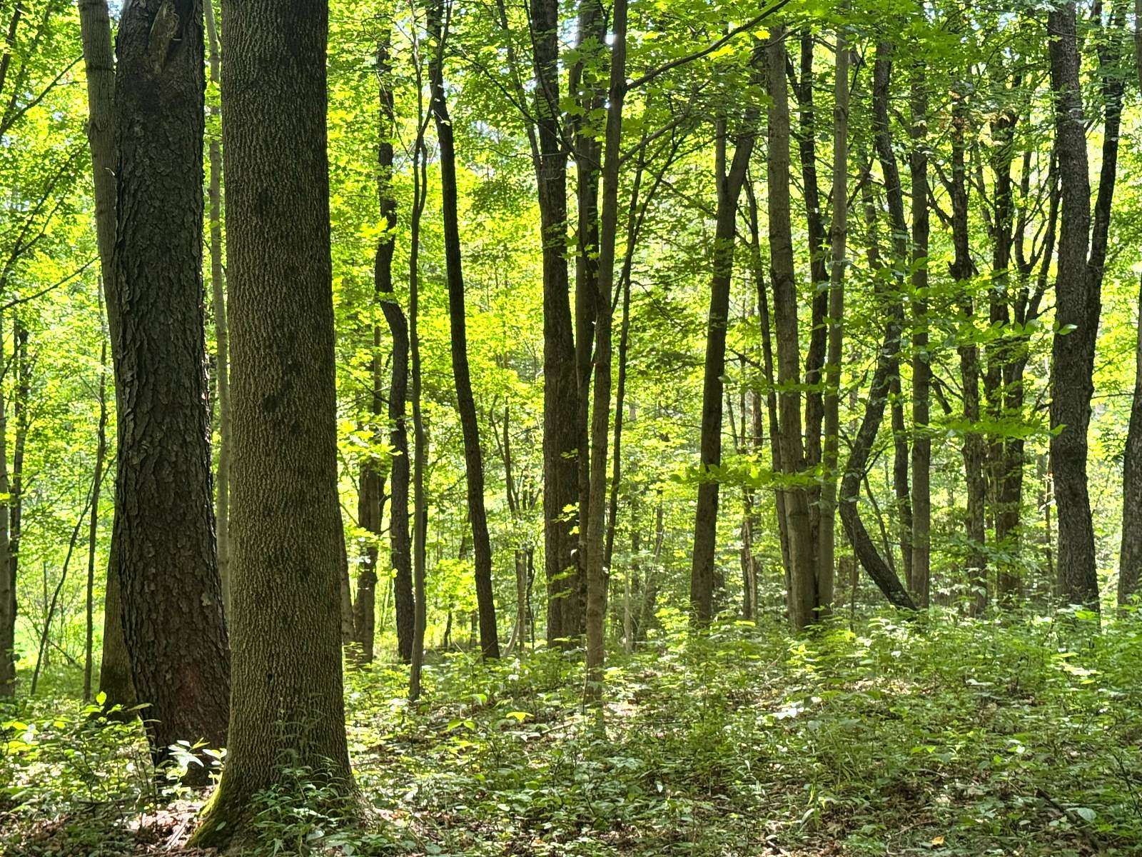 6 Acres of Residential Land for Sale in Orwell, New York