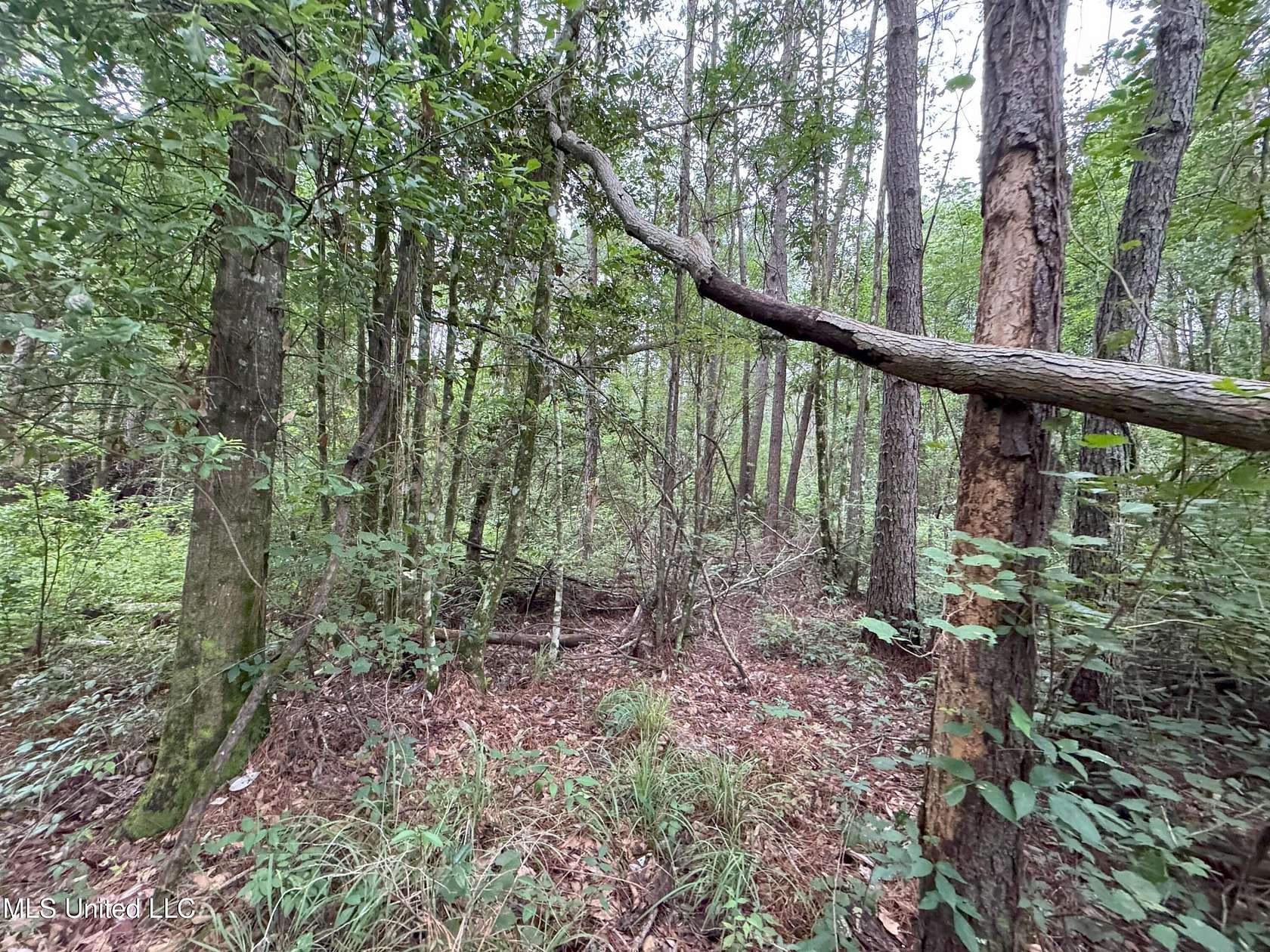 3.56 Acres of Residential Land for Sale in Albany, Louisiana