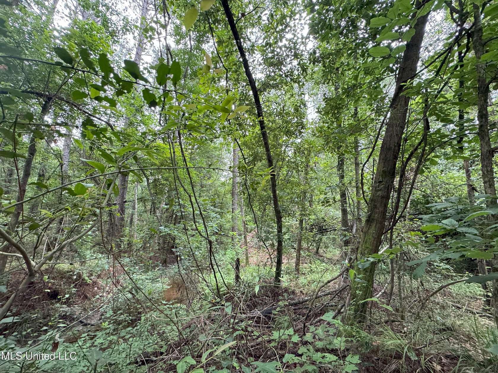 4.74 Acres of Residential Land for Sale in Albany, Louisiana