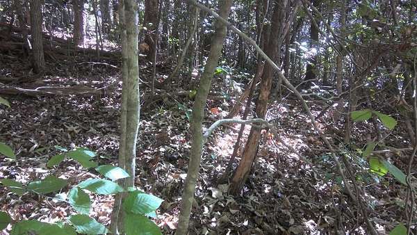 0.43 Acres of Residential Land for Sale in Whittier, North Carolina