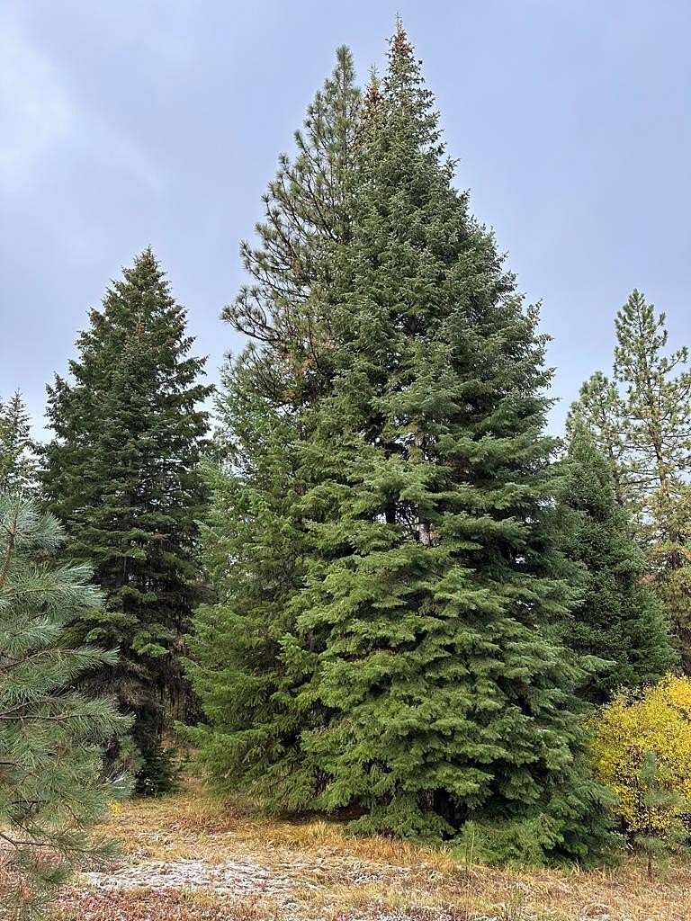 2 Acres of Land for Sale in McCall, Idaho