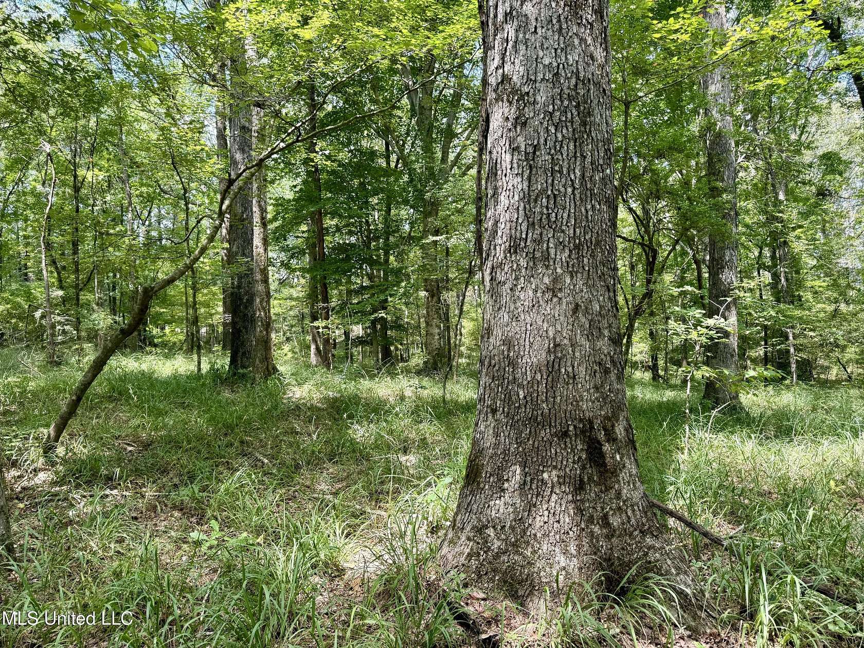 68.3 Acres of Recreational Land for Sale in Wesson, Mississippi