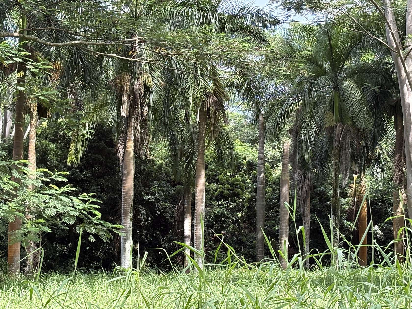 1.43 Acres of Land for Sale in Kilauea, Hawaii