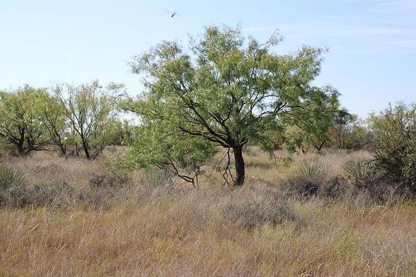 60 Acres of Recreational Land for Sale in Ballinger, Texas