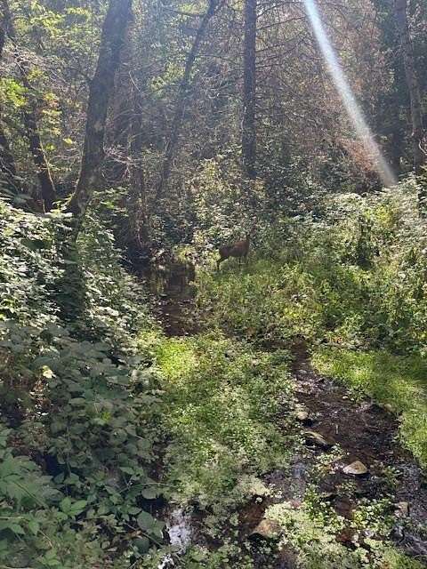 11.2 Acres of Land for Sale in Rail Road Flat, California