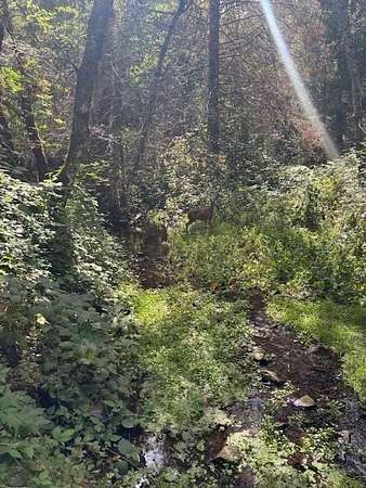 11.2 Acres of Land for Sale in Rail Road Flat, California