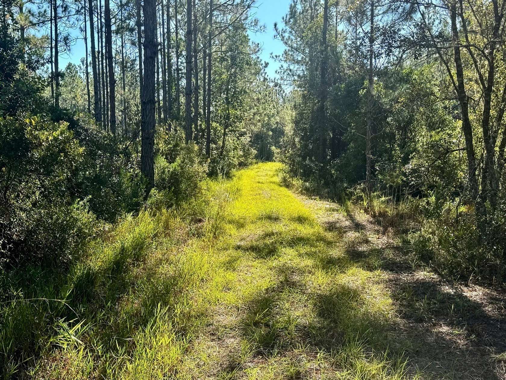 100 Acres of Recreational Land for Sale in Bronson, Florida