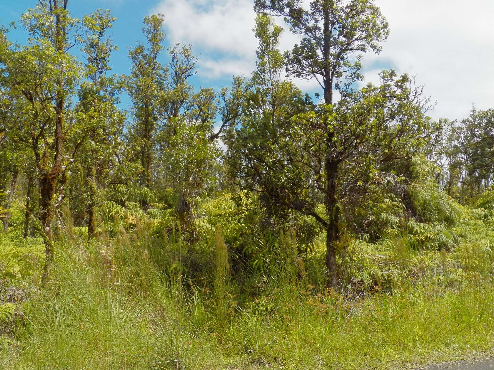 1 Acre of Residential Land for Sale in Mountain View, Hawaii