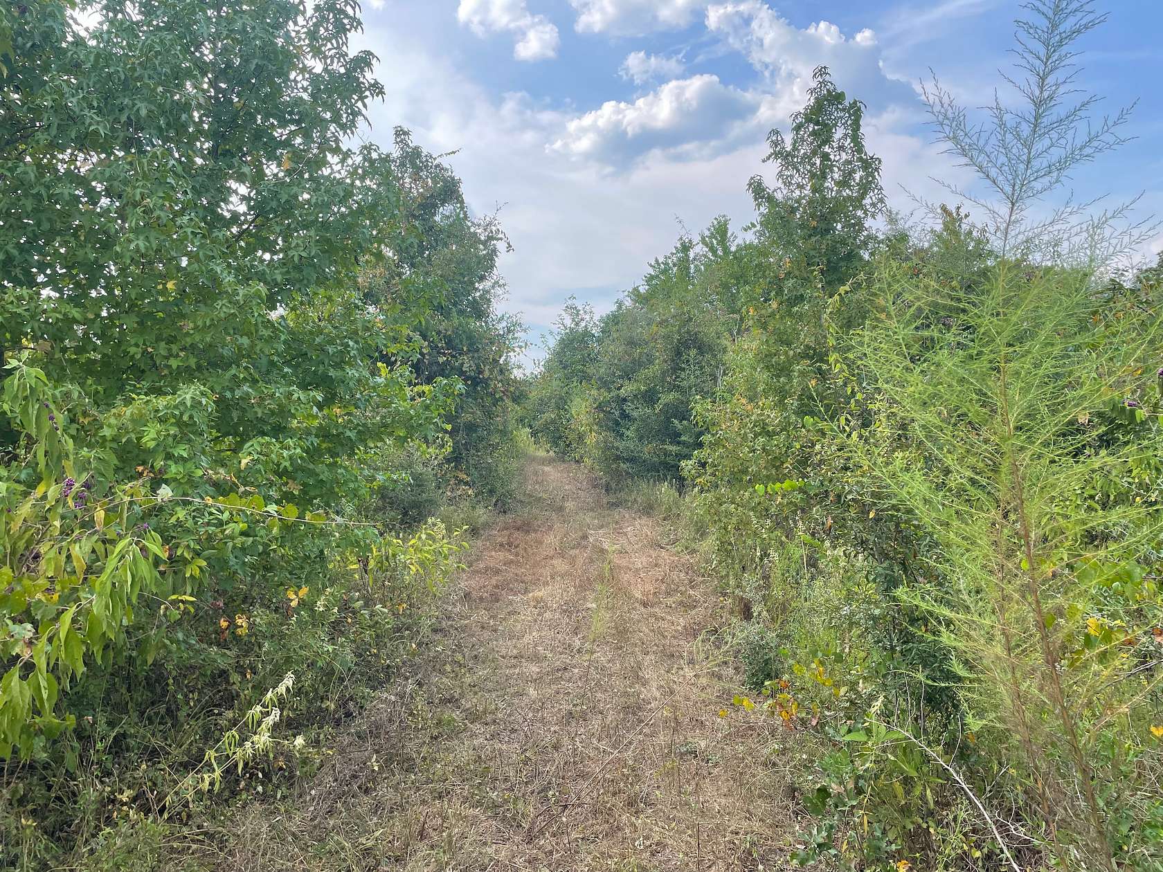 40 Acres of Land for Sale in Sugartown, Louisiana