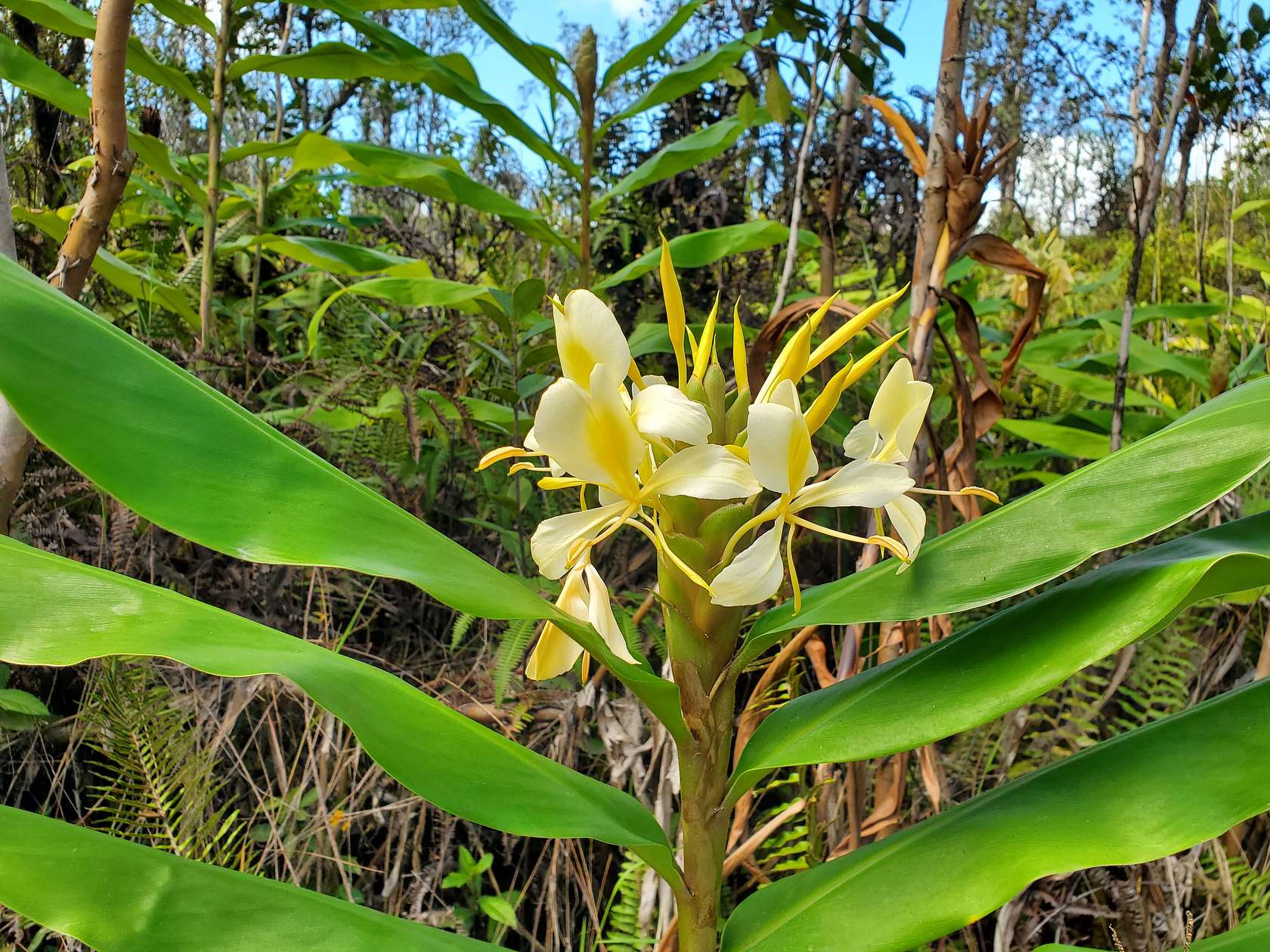 3 Acres of Residential Land for Sale in Mountain View, Hawaii