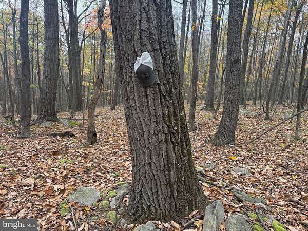 30 Acres of Recreational Land for Auction in Robertsdale, Pennsylvania